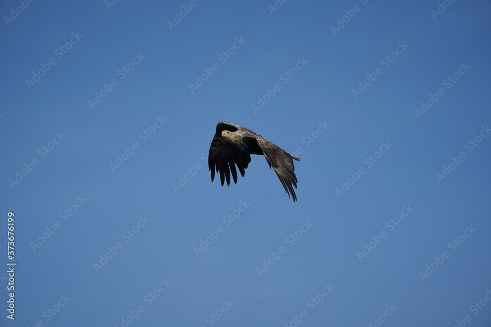 White tailed Eagle Catching eel Raptor Lake Hunting