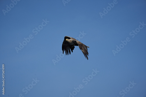 White tailed Eagle Catching eel Raptor Lake Hunting photo