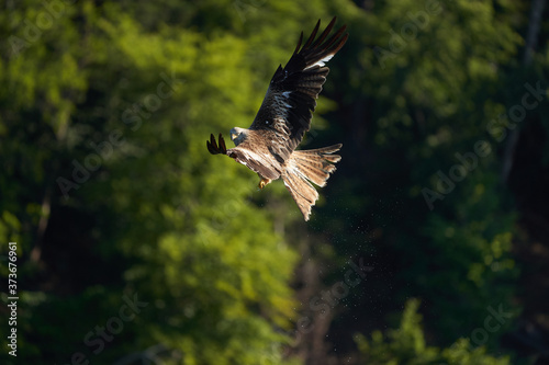 Red kite Portrait Milvus Milvus Fishing Lake photo