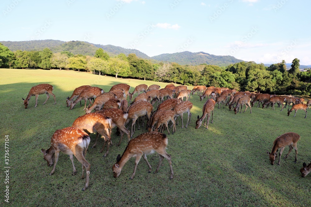 Naklejka premium 夏の奈良公園
