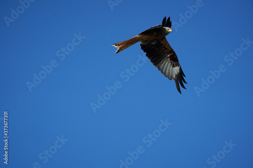 Red kite Portrait Milvus Milvus Fishing Lake