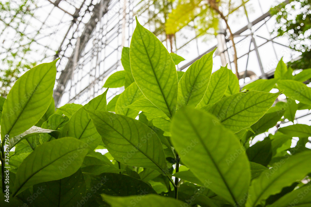 Obraz premium 大きな葉っぱ