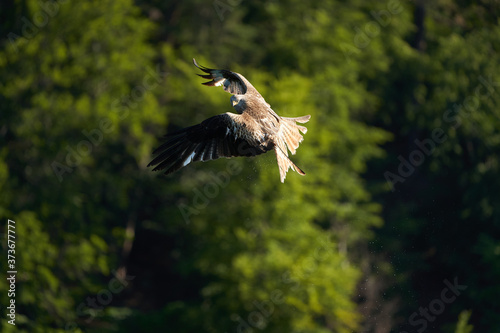 Red kite Portrait Milvus Milvus Fishing Lake photo