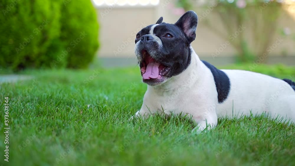 portrait of a funny french bulldog dog sitting on the lawn. pet is resting, walking or walking on the grass in the park or in the yard. Back yard. green home security background. sunset, sunbeam. portrait of a funny french bulldog dog sitting on the lawn. pet is resting, walking or walking on the grass in the park or in the yard. Back yard. green home security background. sunset, sunbeam.