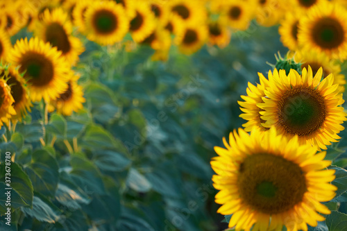 bright sunflower field  a beautiful landscape on a summer day