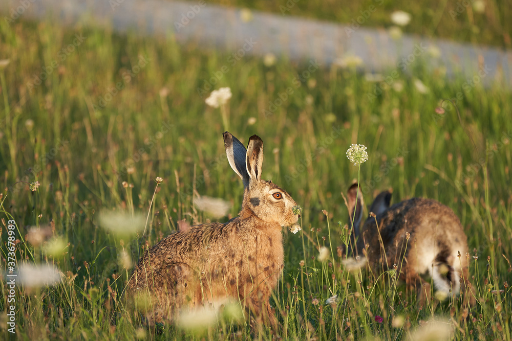 European Hare Lupus europaeus in evening light on a field European Hare Lupus europaeus in evening light on a field