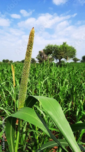 Photography Pearl millet or Bajra Sitta in farm land in India vertical photo