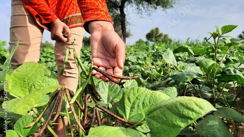 Indian female farmer collecting moong beans from trees in fields