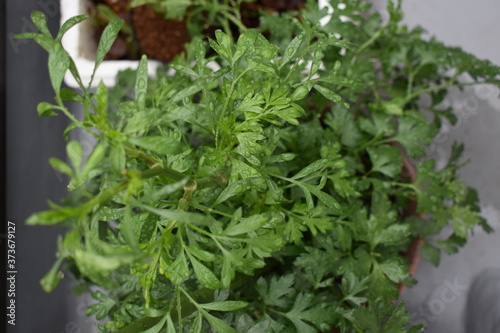 close up of fresh Italian parsley