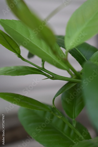 Small lemon tree Thorn close up
