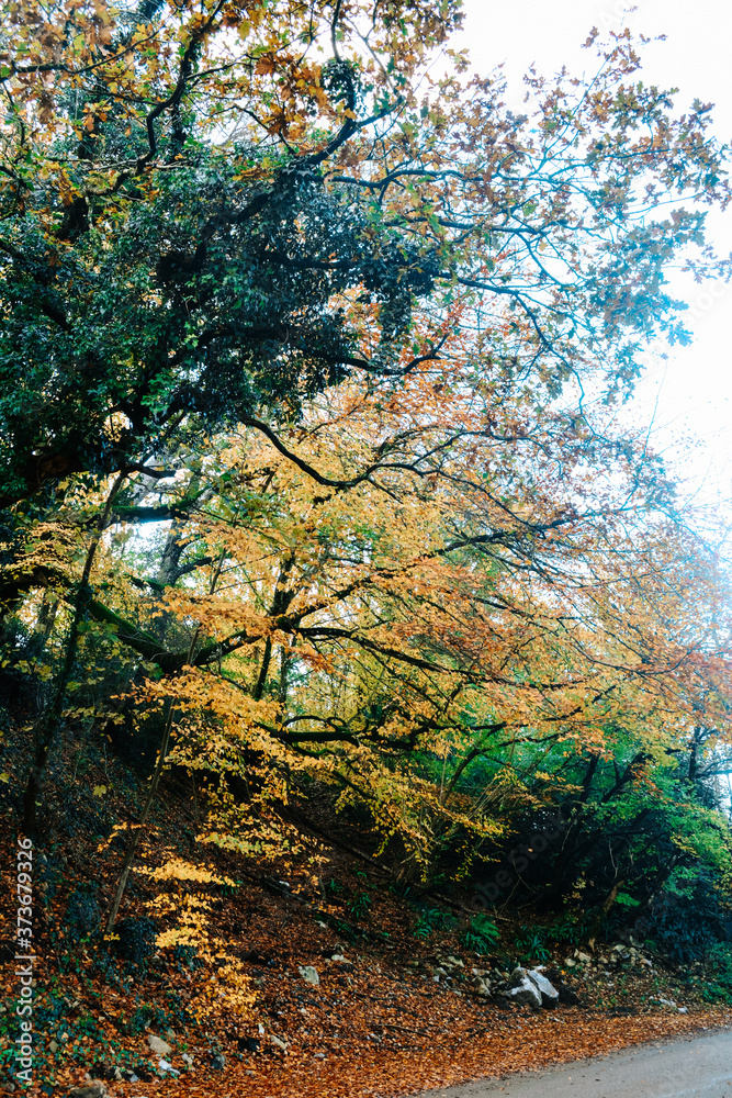 Beautiful orange and golden leaves on autumn fall trees in a woodland park Beautiful orange and golden leaves on autumn fall trees in a woodland park