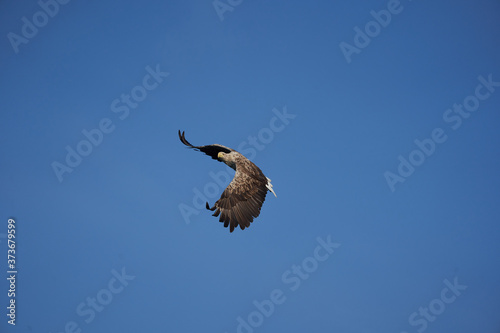 White tailed Eagle Catching eel Raptor Lake Hunting photo