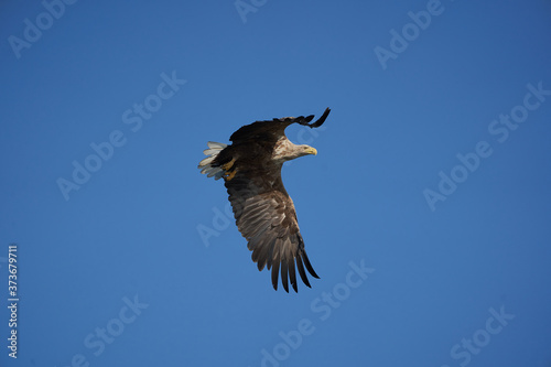 White tailed Eagle Catching eel Raptor Lake Hunting photo