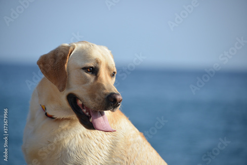 Perro mirando a un lugar desconocido