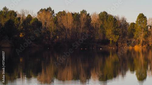 Étang bordé par des pins landais, sur lequel flottent sereinement des canards