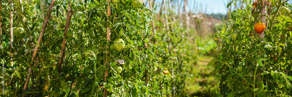 Fresh ripe red cherry tomato in home garden.Fresh tomatoes, ready to pick Fresh ripe red cherry tomato in home garden.Fresh tomatoes, ready to pick