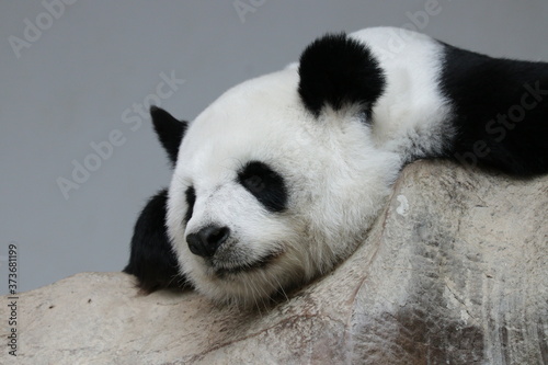 giant panda sleeping in her Favorite corner