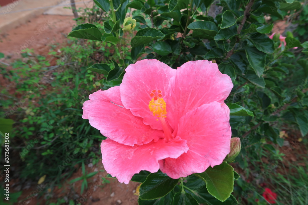 pink flower in the garden