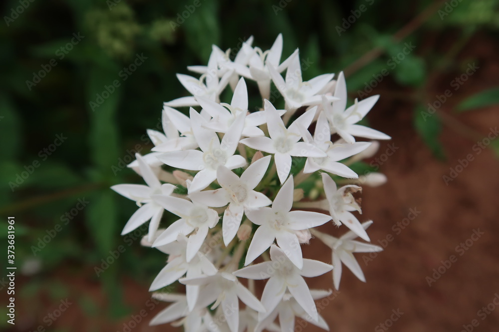 white flower in the garden white flower in the garden