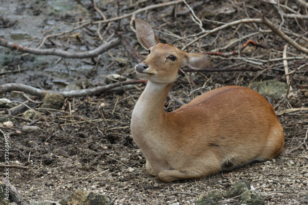 Obraz premium Close up Deer on the Yard