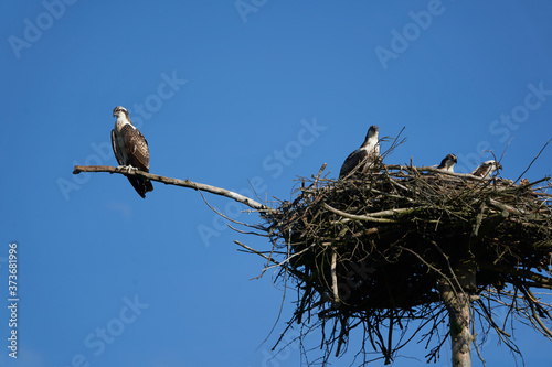 Osprey nest Osprey family of immature and adult individuals 