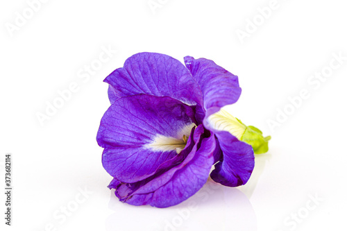 Butterfly pea flower on white background
