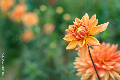 可憐に花開いたダリア