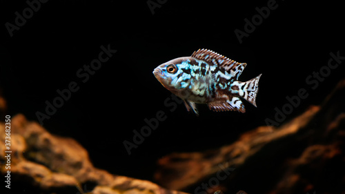 electric blue jack dempsey cichlid fish in aquarium