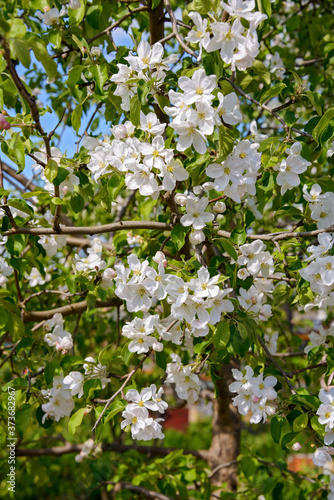 Apple blossoms in spring on branches with velvety green leaves.