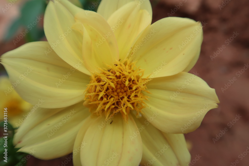 yellow flower in the garden