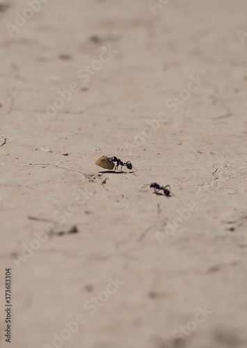 Dos hormigas trabajando, transportando comida a su hormiguero, en un suelo árido.