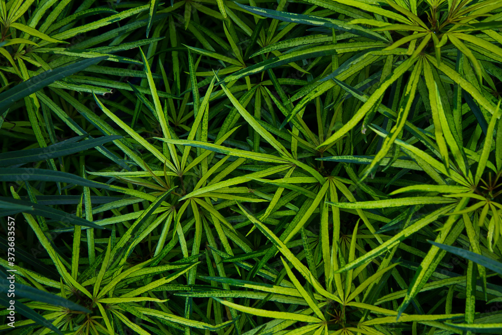 full frame soot of green plant background full frame soot of green plant background