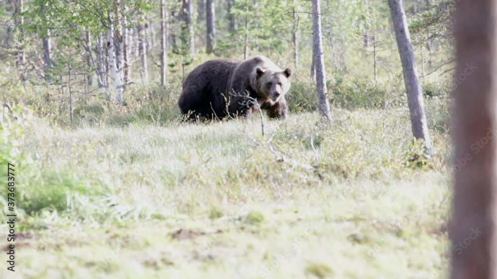 Wild bear in nature. Bear feeding in summertime. Wildlife spotting footage.Forest with brown bear, for wildlife photographer. Free roaming bear. Freedom in natural forest. Wild bear in nature. Bear feeding in summertime. Wildlife spotting footage.Forest with brown bear, for wildlife photographer. Free roaming bear. Freedom in natural forest.