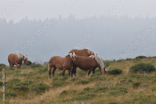 Freilebende Pferde im natürlichen Habitat mit Bergen im Nebel als Hintergrund