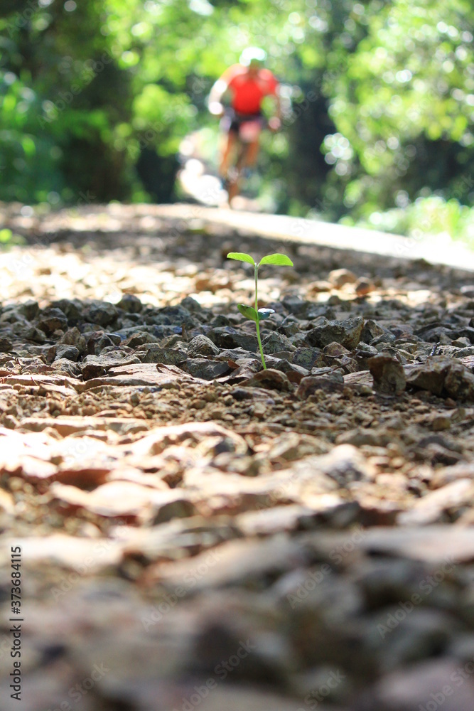 autumn in the forest, mountain bike rider autumn in the forest, mountain bike rider