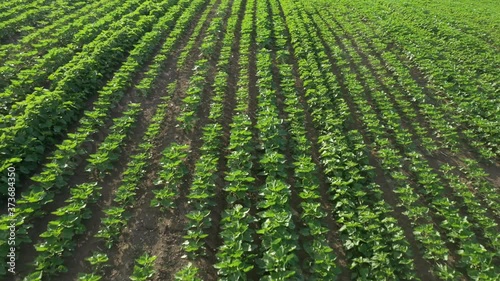 Morning sun over plants of sunflower Helianthus annuus 4K drone footag photo