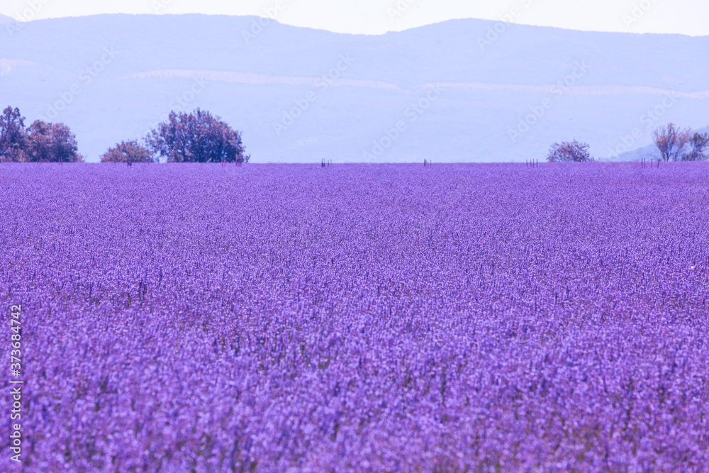 Naklejka premium Purple violet color sunny blurred lavender flower field background. Provence region of france.