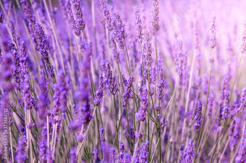 Purple violet color sunny blurred lavender flower field closeup background. Provence region of france.