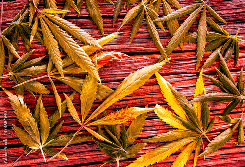 many fresh cannabis leaves lay on old wooden desk