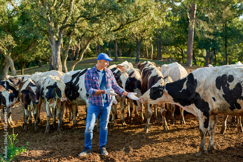 Farmer is working on farm with dairy cows.