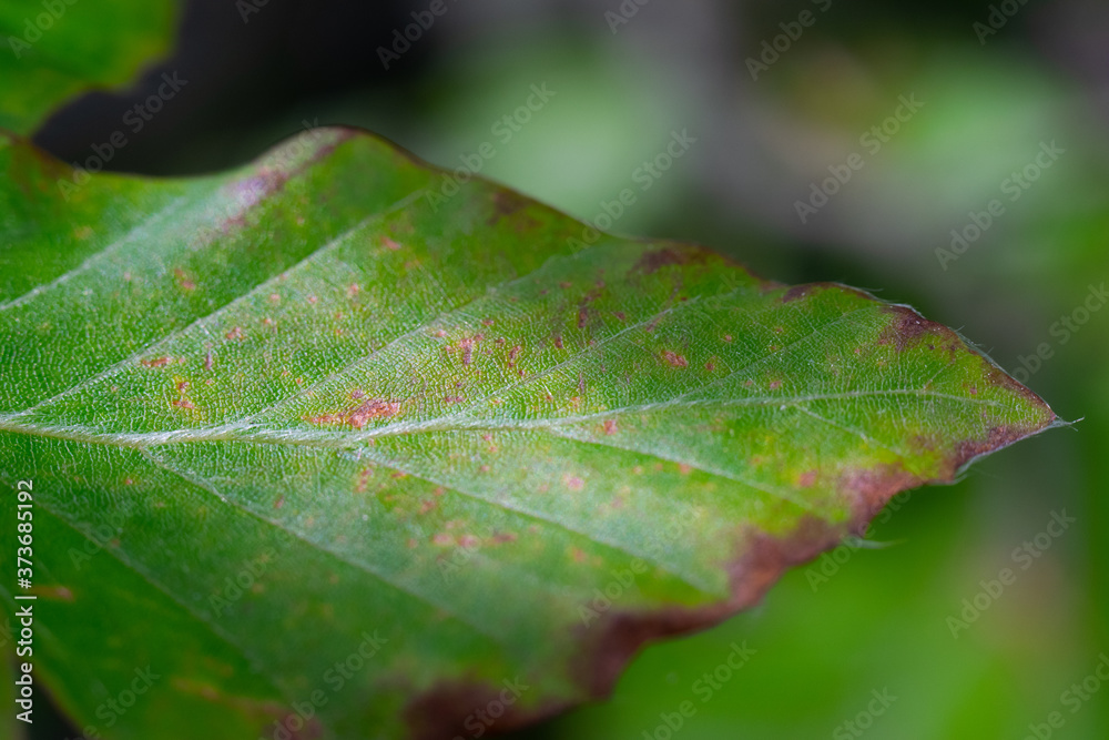 Detailed green leaf Detailed green leaf