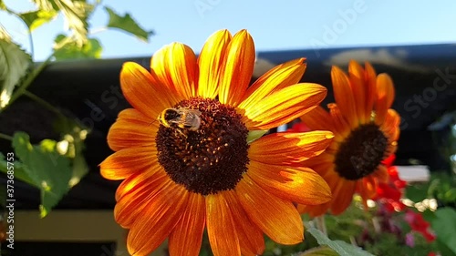 Bumblebee pollinate sunflower and fly to another sunflower flower, slow motion