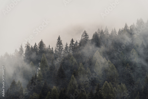 Magical forest covered by fog in daylight © Massimo