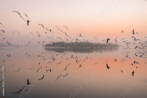 Reflections from Yamuna Ghat. Migratory birds come to yamuna ghat, Delhi in winters. This is site to see in early morning. © Harshal