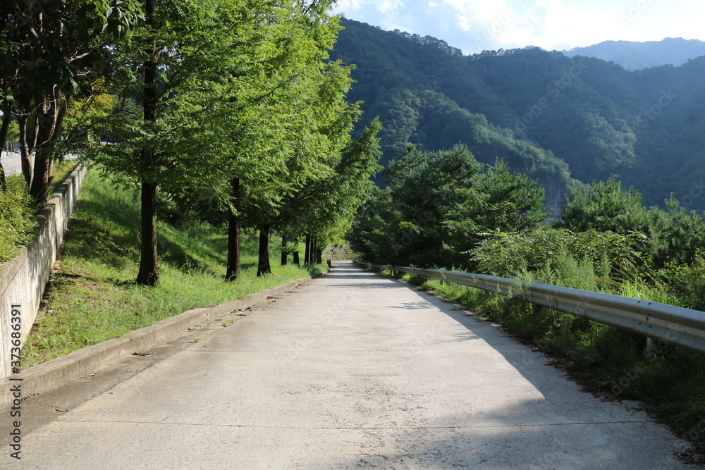 road in the forest