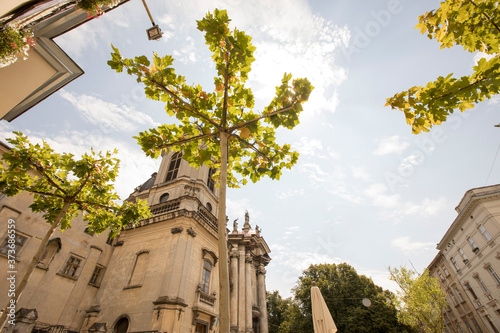 Tree in the form of an umbrella on the background of an ancient church