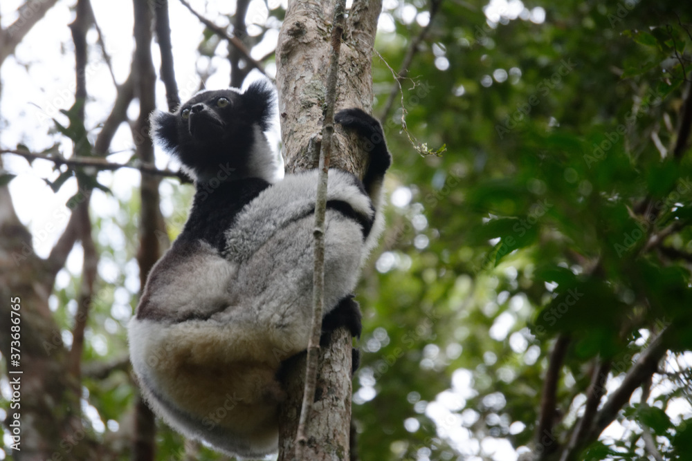 Obraz premium Lemur Indri indri zwany także babakoto. Park Narodowy Andasibe, Madagaskar