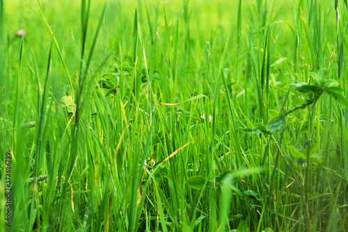 Fresh grass in the sunlight. Green natural background.