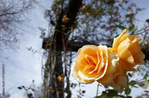 Light Cream Flower of Rose 'Lady Hillingdon, CL.' in Full Bloom
 photo