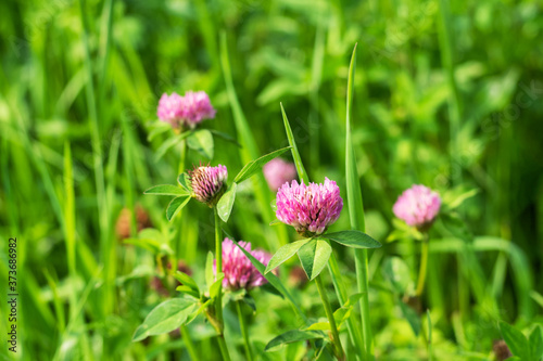 Field with blooming flowers of white and lilac clover,